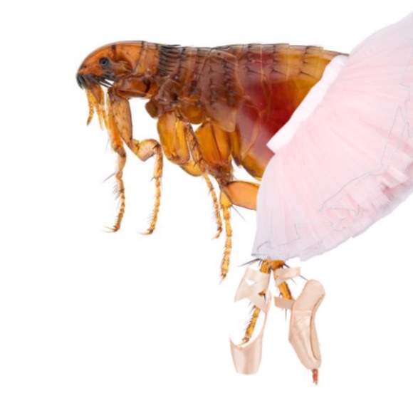 Meet your Posher, Kennedy - Picture 1 of 1